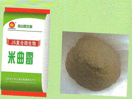 米曲霉.jpg