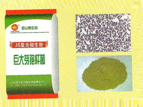 巨大芽孢杆菌.jpg